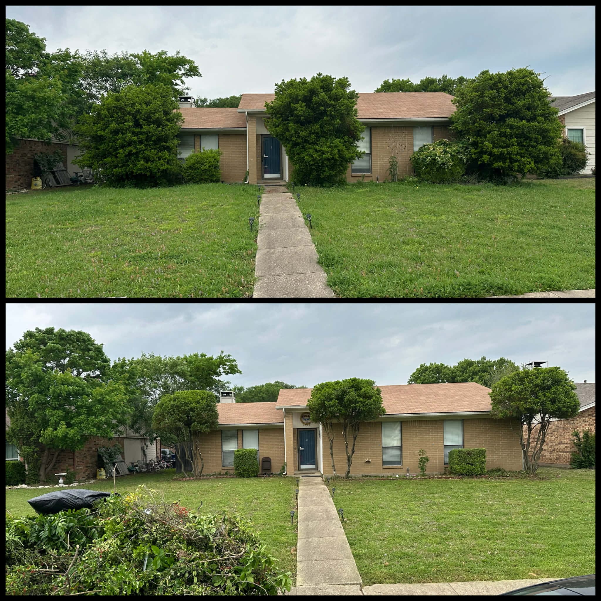 Full yard cleanup before and after