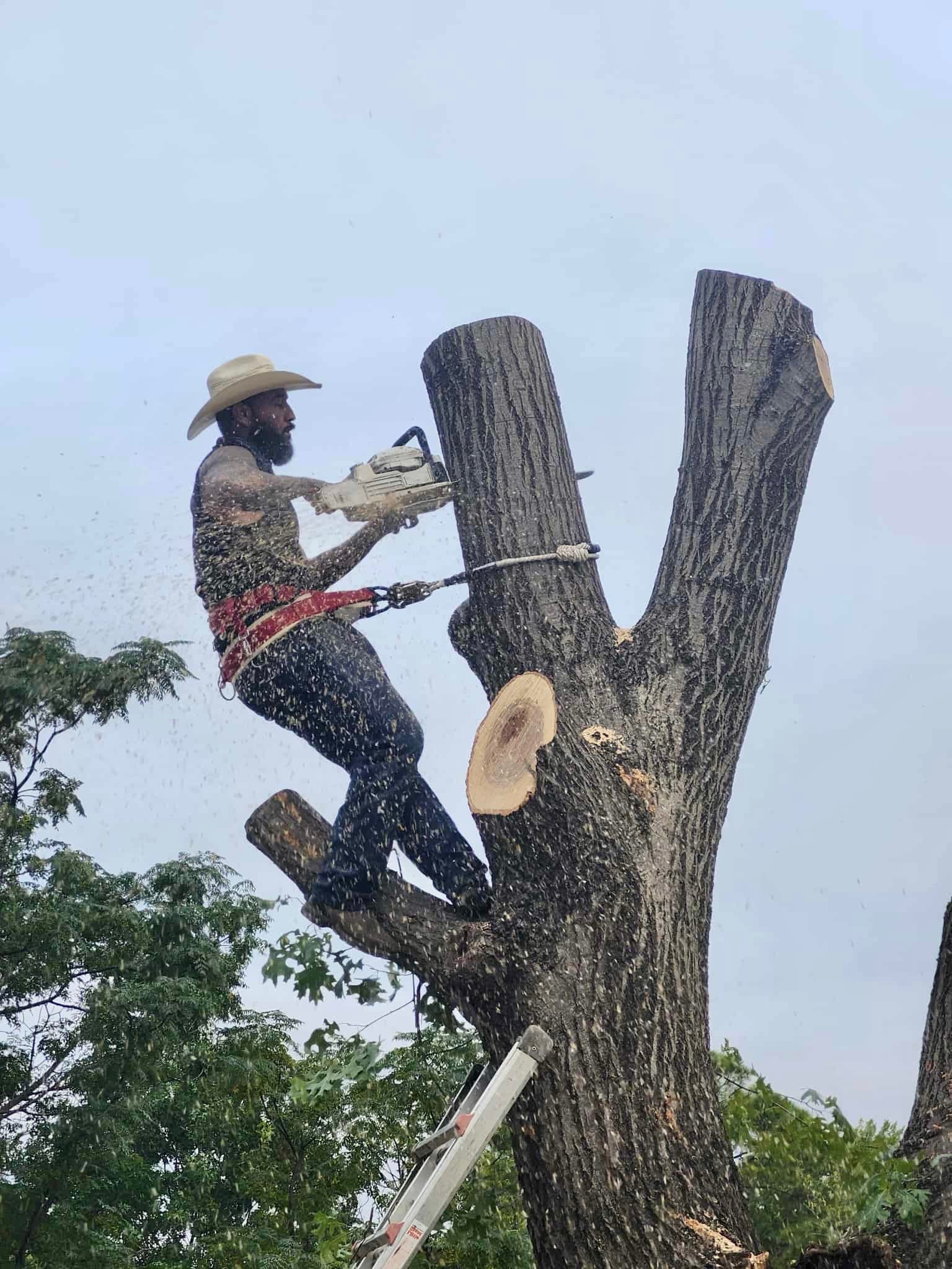 Carlos climbing a tree with a chainsaw