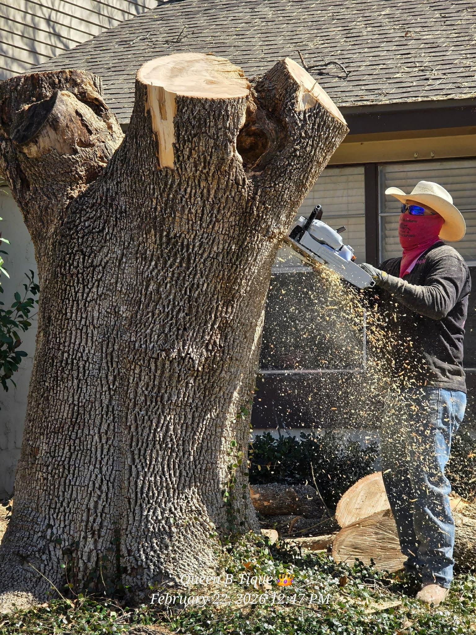 Tree removal action shot